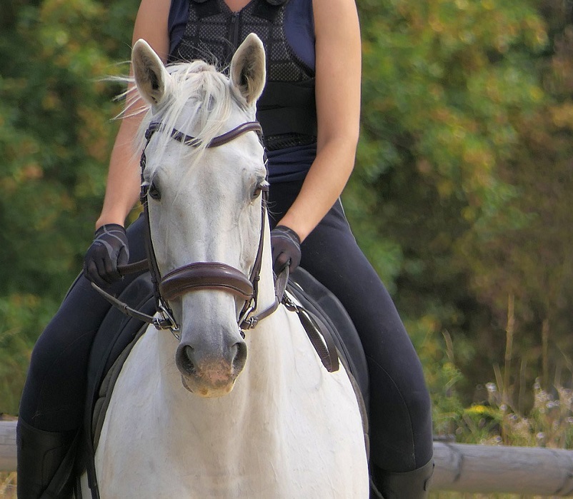 ÉQUITATION